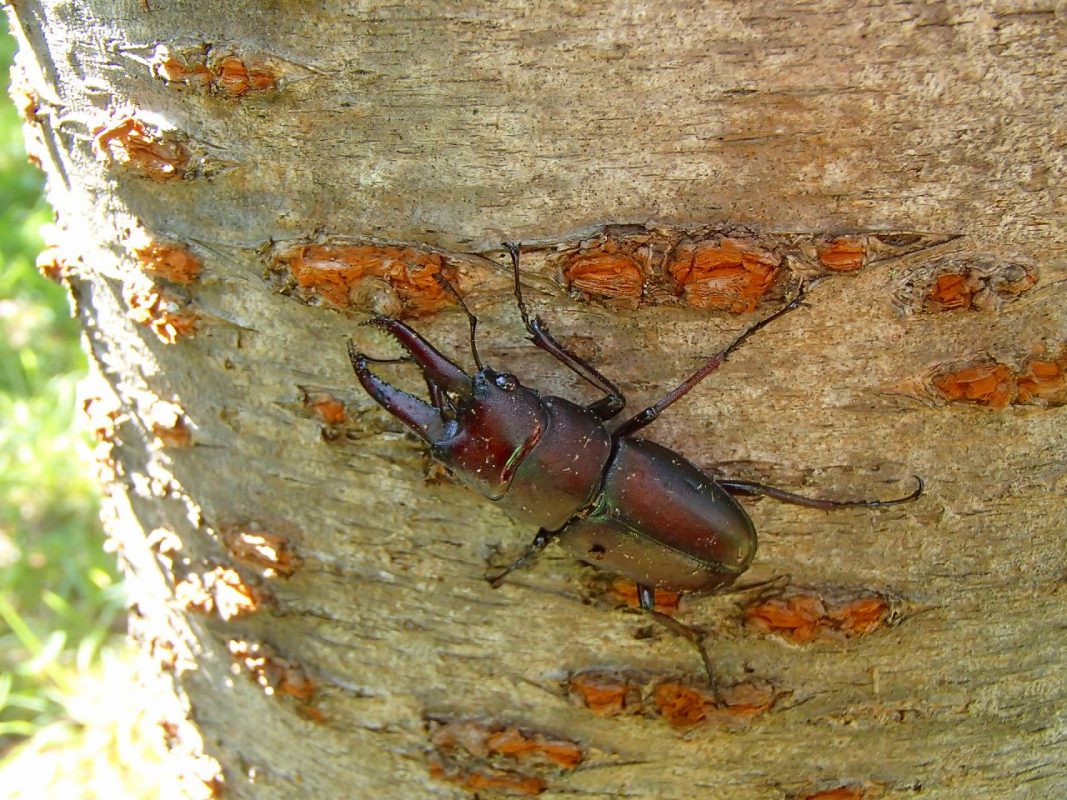 ノコギリクワガタ 新潟県立こども自然王国