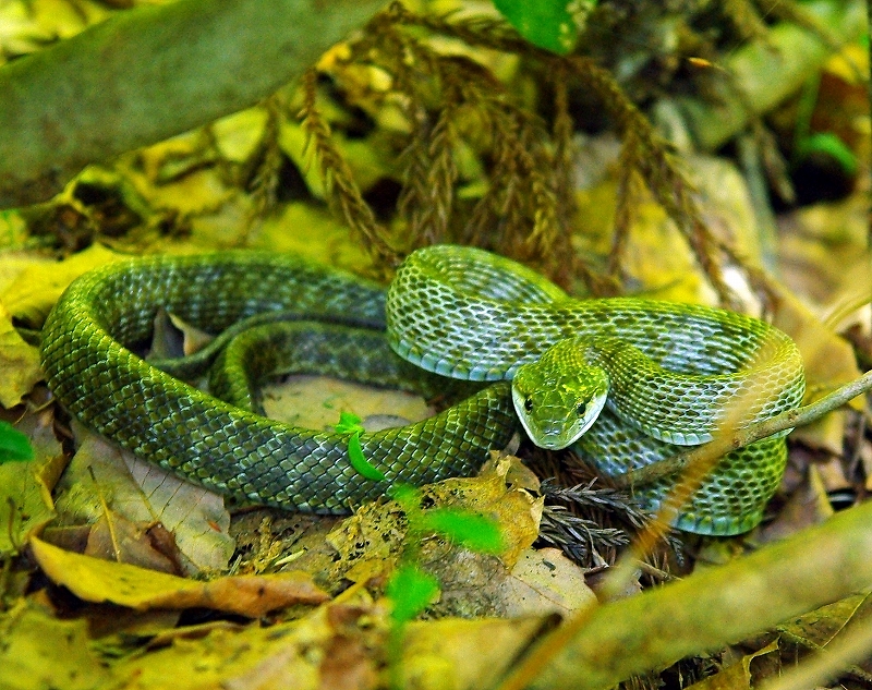 アオダイショウ 新潟県立こども自然王国